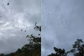 17403858601775778352