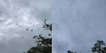 17403858601775778352