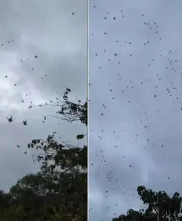 17403858601775778352